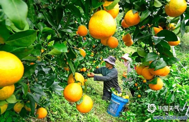 宇宙食粮日：金秋时节喜丰充 不负好“食”光