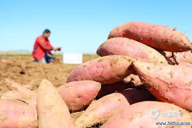 宇宙食粮日：金秋时节喜丰充 不负好“食”光