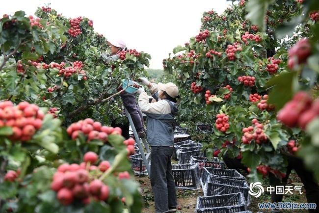 宇宙食粮日：金秋时节喜丰充 不负好“食”光